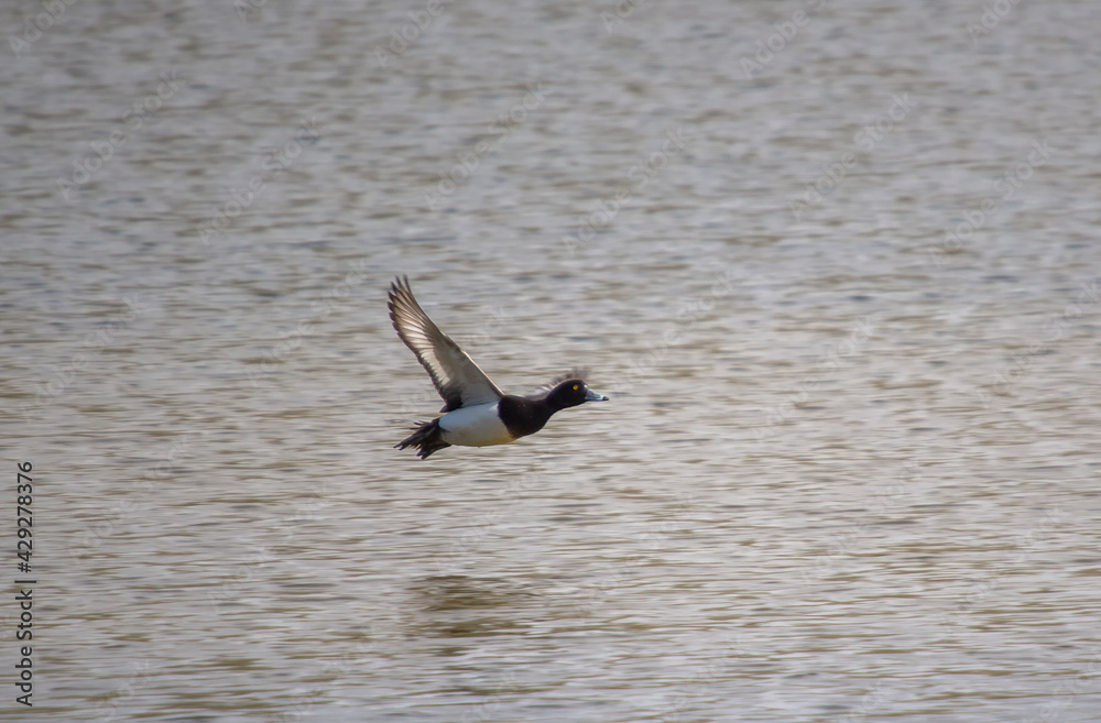 A Tufted Duck (Aythya fuligula) in flight
