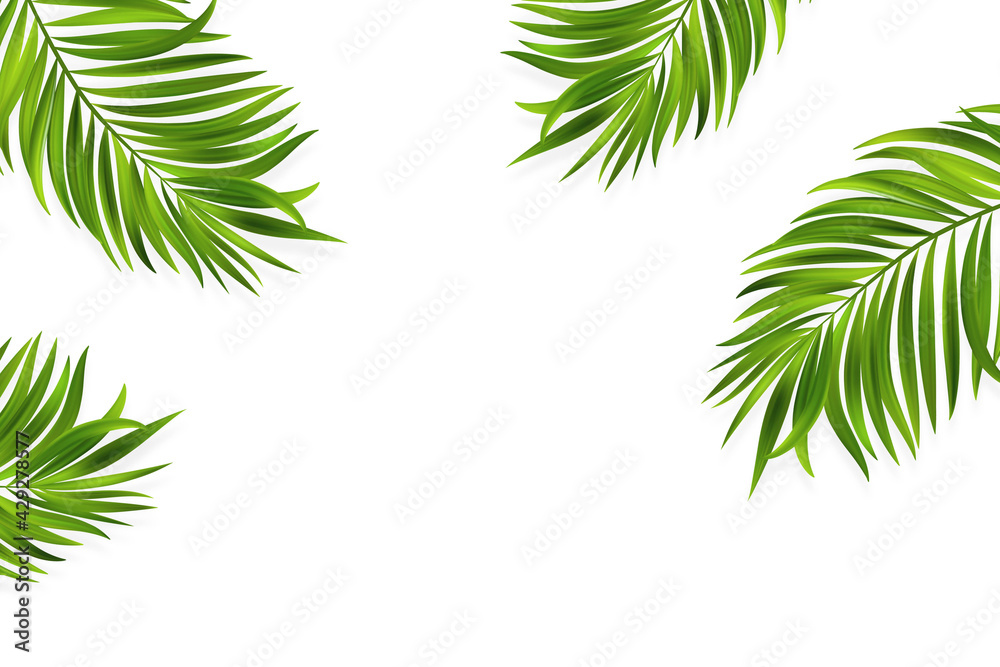 Coconut leaves on a white background. Vector