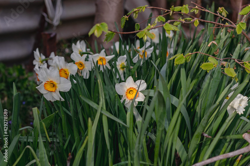 White daffodils with green foliage in the garden. White daffodils with a red core bloom. White daffodil flowers on a blurry background on a sunny day. The first spring flowers.