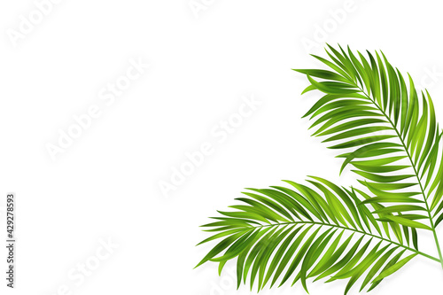 Fototapeta Naklejka Na Ścianę i Meble -  Coconut leaves on a white background. Vector