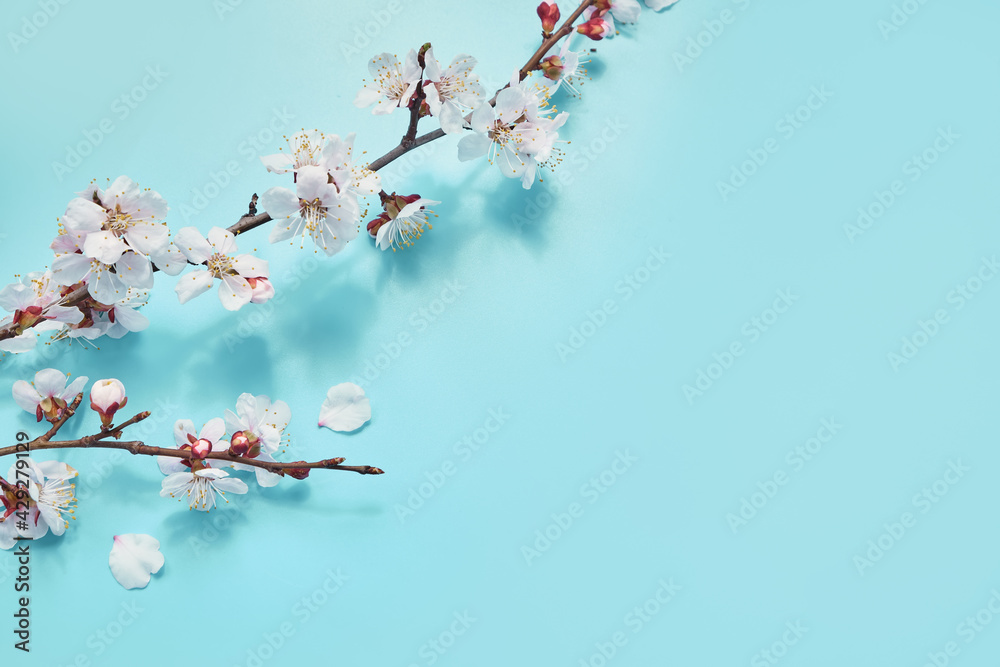 photo of spring white cherry blossom tree on blue