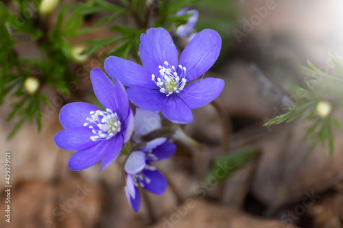 Closeup photo of first spring blue and yellow flowers that growing in the forest. Hepatica nobilis