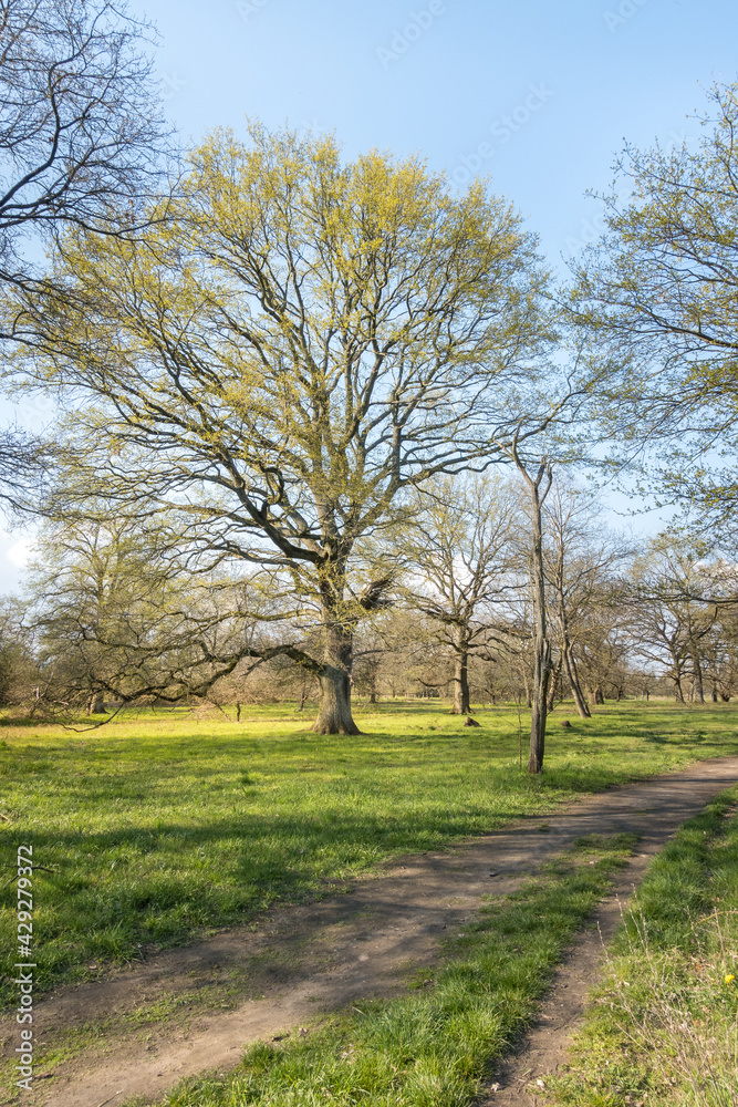 Freestanding large old oak tree with a few first leaves in the spring time in the middle of an green meadow with a path in the corner of the picture in 