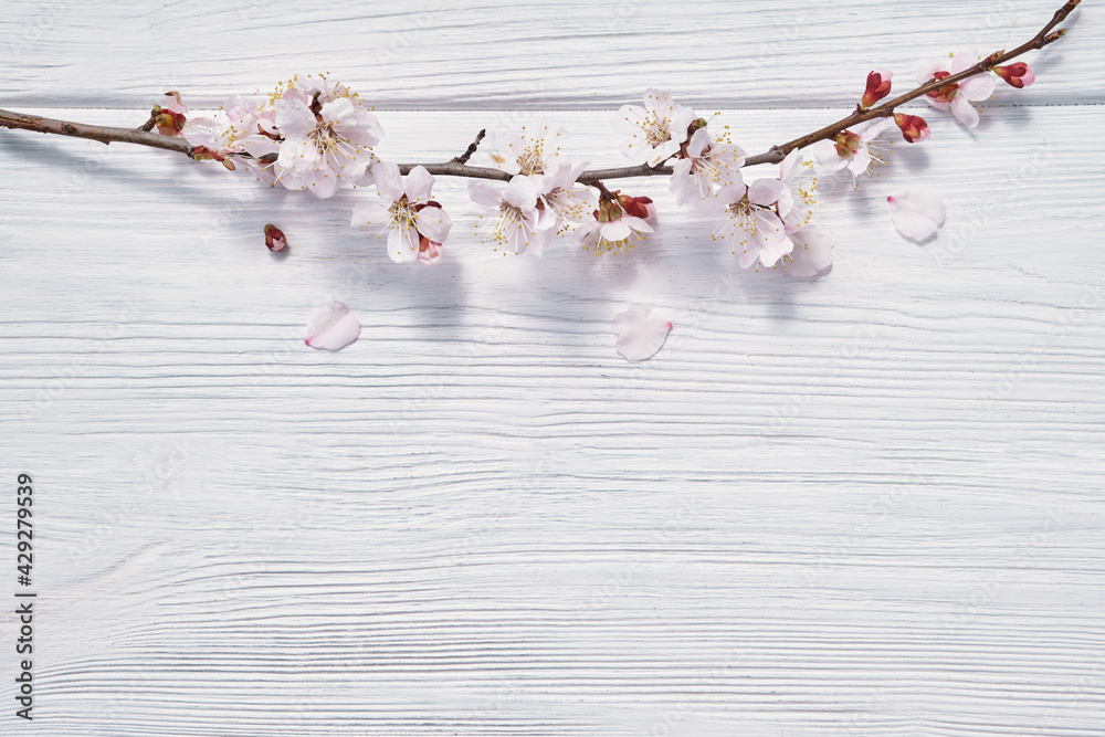 Fototapeta premium photo of spring white cherry blossom tree on blue