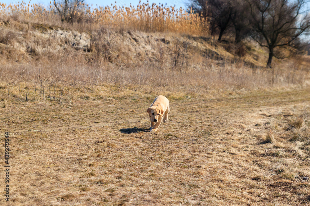 Obraz premium Cute labrador retriever puppy running on a meadow