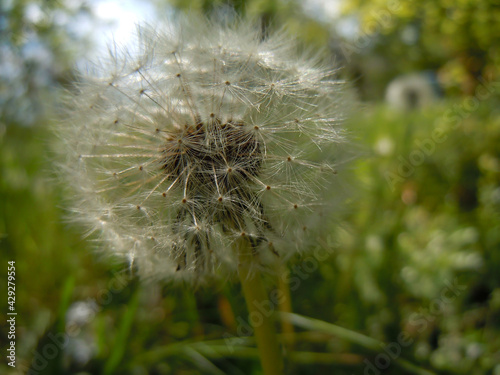 close-up of the flying dandelion seeds in the countryside  april 