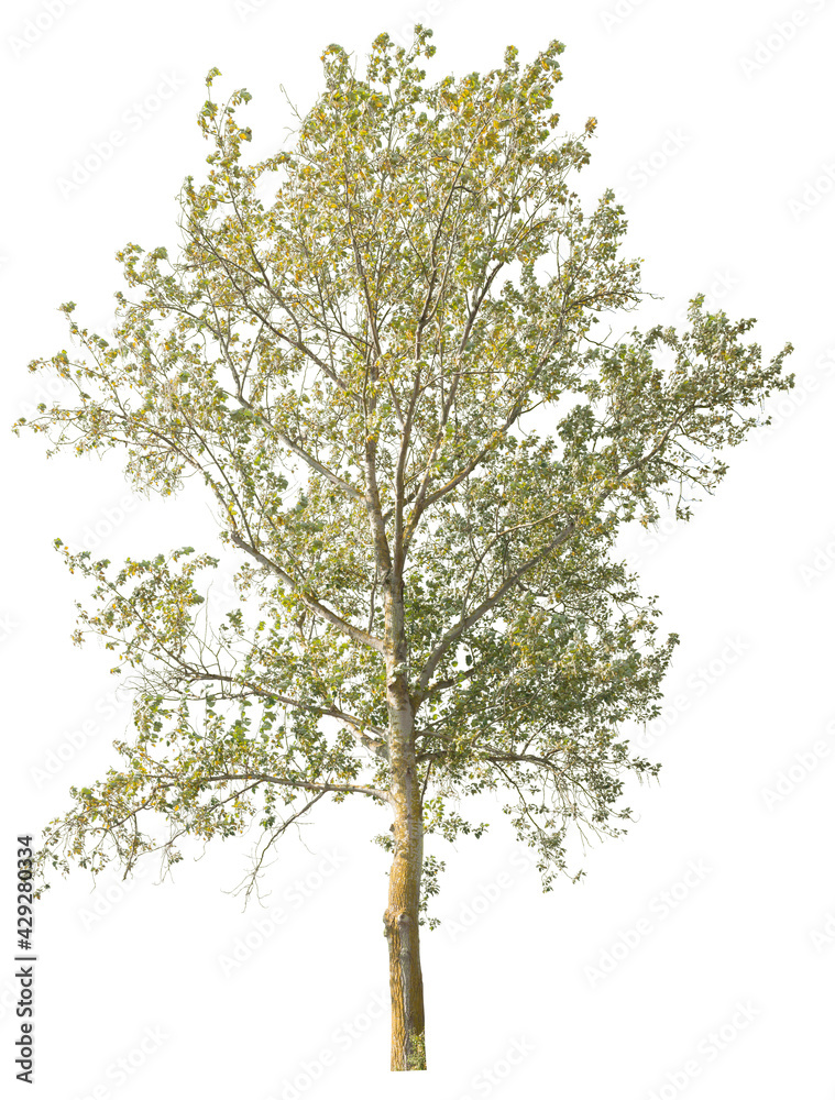 Lime tree in autumn with yellow and green leaves, cutout isolated on white background.