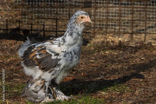 Rare porcelain Brahma chicken with feathered legs, meat breed poultry. photo