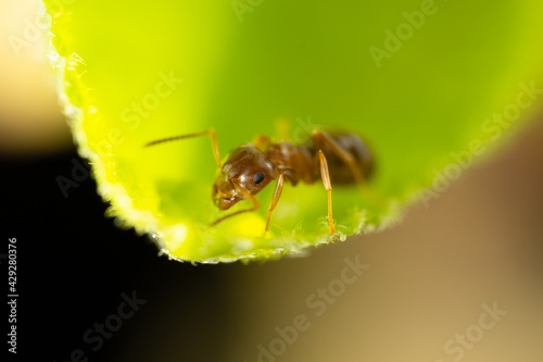 Red ant on a leaf © Agus