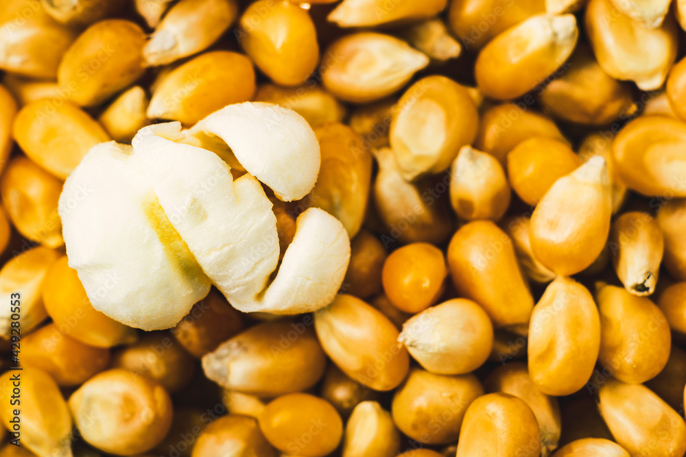 Granos de palomitas de maiz. Palomita macro. Granos de palomitas de maiz. Palomita macro.