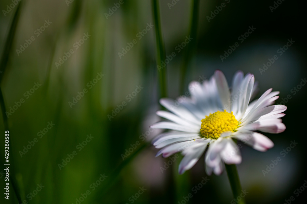 Chamomile flowers in a sunny garden. Chamomile flowers in a sunny garden.