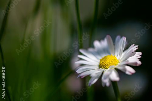 Chamomile flowers in a sunny garden.  