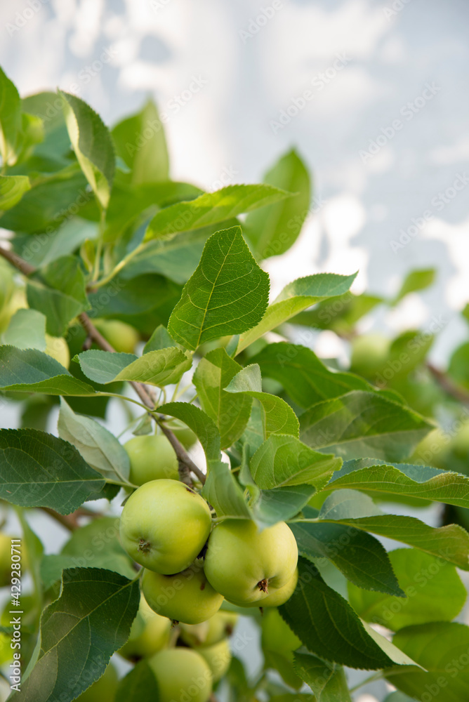 Green apples on an apple tree in the garden close-up. The concept of healthy vitamin fruits