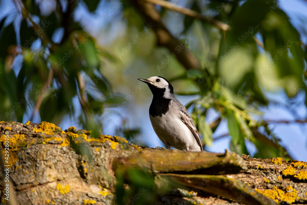 Wagtail with a worm in its beak sitting on a branch in summer. Wagtail with a worm in its beak sitting on a branch in summer.