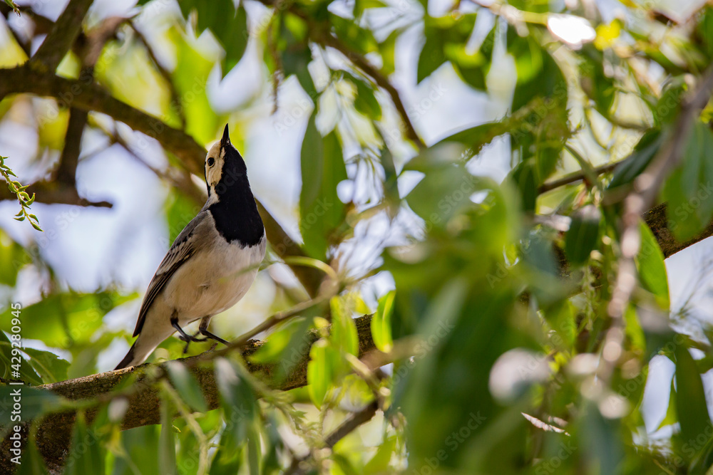 Fototapeta premium Wagtail with a worm in its beak sitting on a branch in summer. 