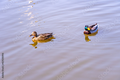 Drake and duck swim in the pond on a sunny day