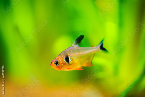 Red Phantom Tetra (Hyphessobrycon sweglesi) macro close up in a fish tank with blurred background