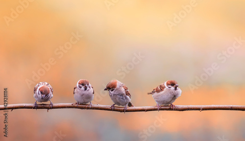 little chicks sparrows sit on a branch in a sunny garden © nataba