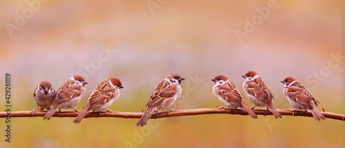 flock small sparrow bird chicks sit on a branch in a sunny spring garden