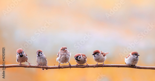 flock small sparrow chicks sit on a branch in a sunny garden