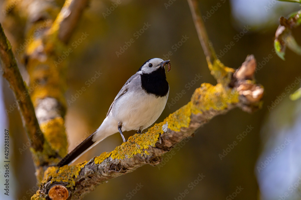 Obraz premium Wagtail with a worm in its beak sitting on a branch in summer. 
