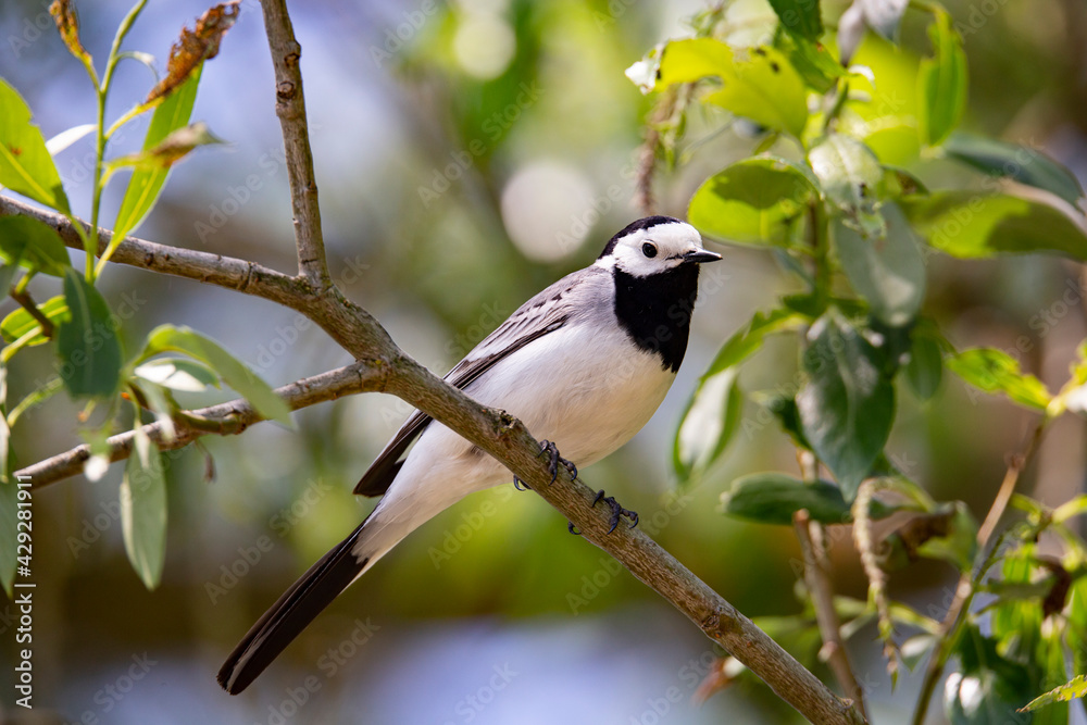 Wagtail with a worm in its beak sitting on a branch in summer. 