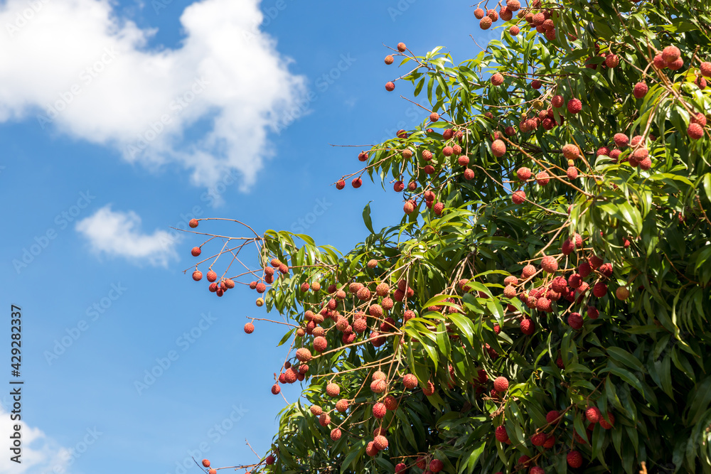 Fresh lychee on the tree. Lychee trees covered with Ripe Lychees. Ripe lychee fruits on tree in the plantation. Fresh lychee on the tree. Lychee trees covered with Ripe Lychees. Ripe lychee fruits on tree in the plantation.