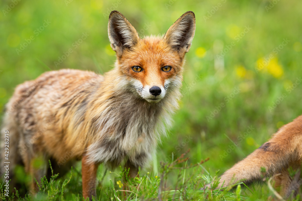 Red fox looking on meadow in summer nature in close-up Red fox looking on meadow in summer nature in close-up