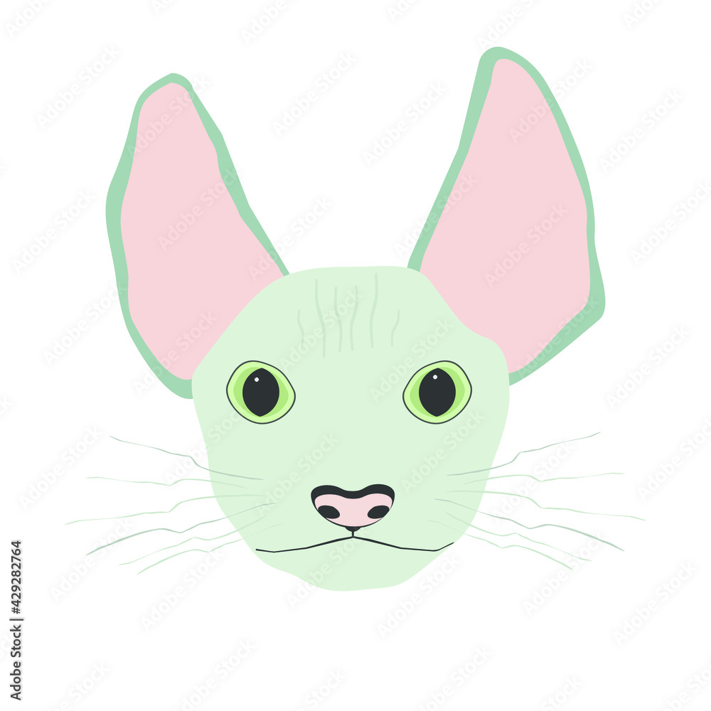Fototapeta premium Sphynx cat