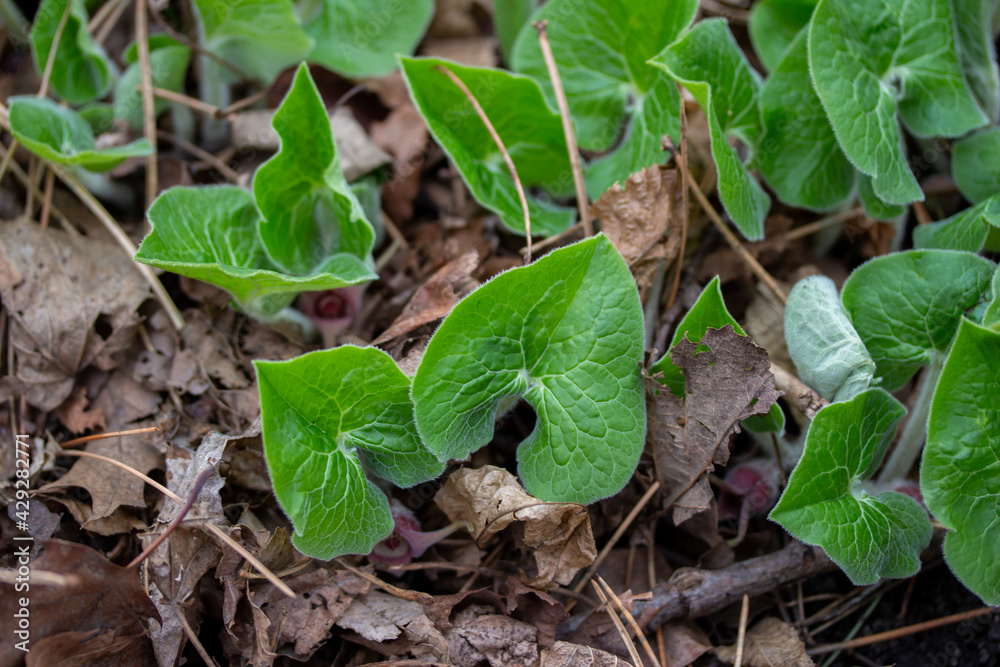 Close up texture background view of uncultivated Canadian wild ginger (asarum canadense) growing along a woodland ravine. Also called Canadian snakeroot and broad-leaved asarabacca. Close up texture background view of uncultivated Canadian wild ginger (asarum canadense) growing along a woodland ravine. Also called Canadian snakeroot and broad-leaved asarabacca.