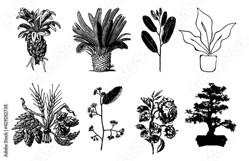 Illustrations of drawn plants set, Gardening Plants set.