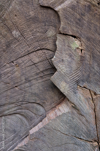 Tree rings inside a cut tree trunk.