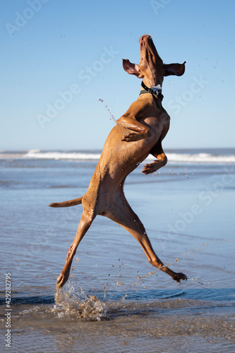 dogjumping on the beach