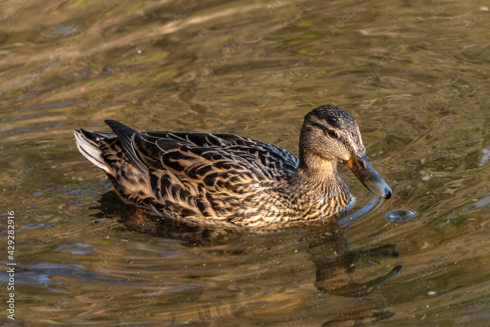 Fototapeta premium Russia. April 18, 2021. Ducks in the pond of Sergiyevka Park in April.