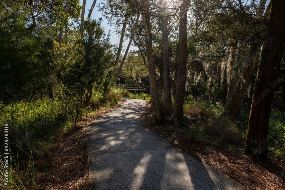 Fototapeta premium Footpath in tropical woods.