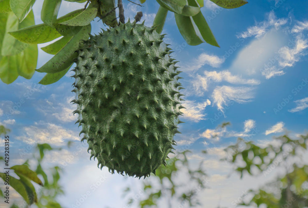 Green soursop or Prickly Custard Apple on tree Green soursop or Prickly Custard Apple on tree