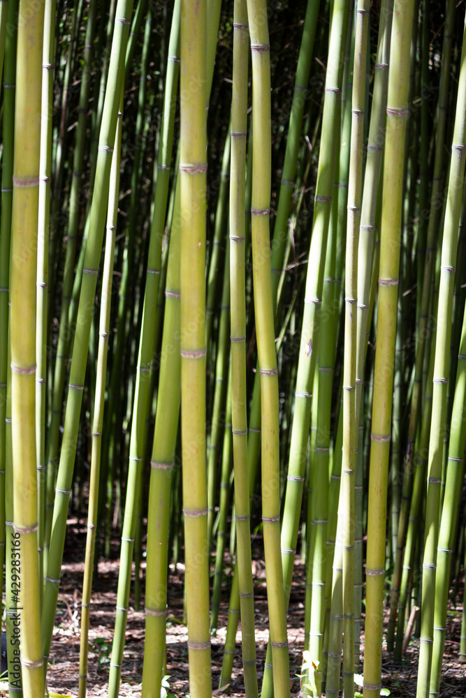 Bamboo sprouts forest Bamboo stalks, grove, rainforest Bamboo sprouts forest Bamboo stalks, grove, rainforest