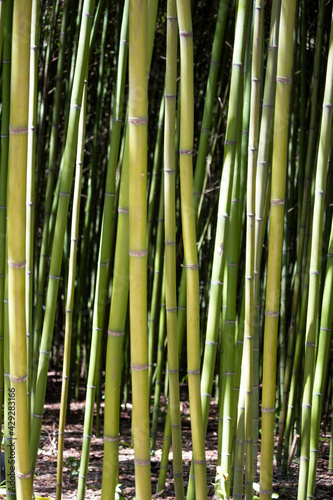 Bamboo sprouts forest Bamboo stalks  grove  rainforest