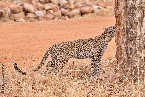 Photography Leopard at Tadoba National Park
