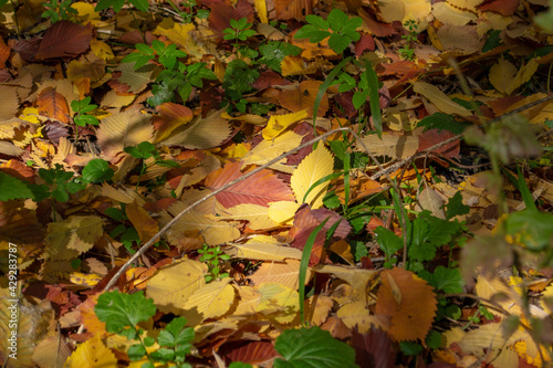 Colorful background of fallen autumn leaves.