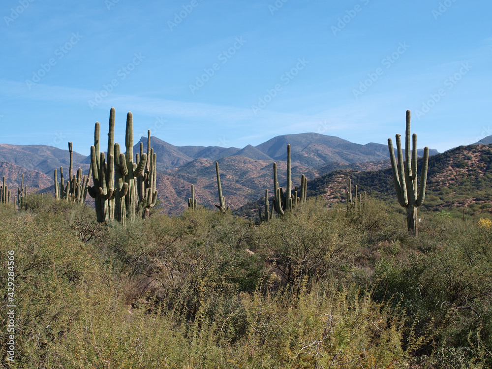 Saguaros in southwest USA 