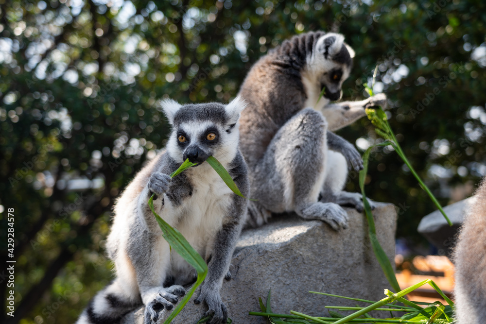 Obraz premium A ring-tailed lemur eating.