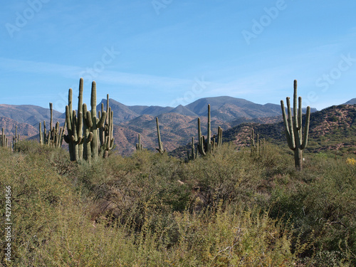 Saguaros in southwest USA © Marcy