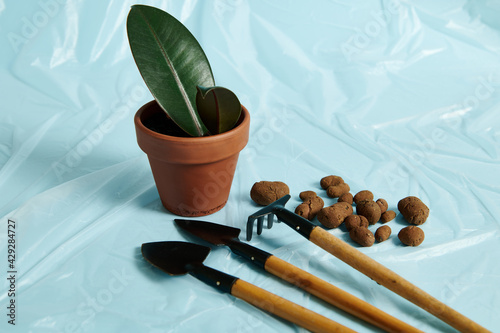 Small set of gardening tools with scattered ceramsite lying on a transparent blue film next to a potted house plant in clay pot photo