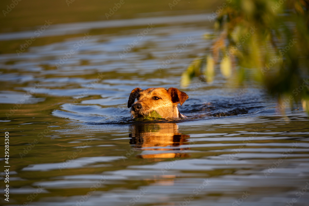 Fox terrier swimming in lake after tennis ball at sunset. 