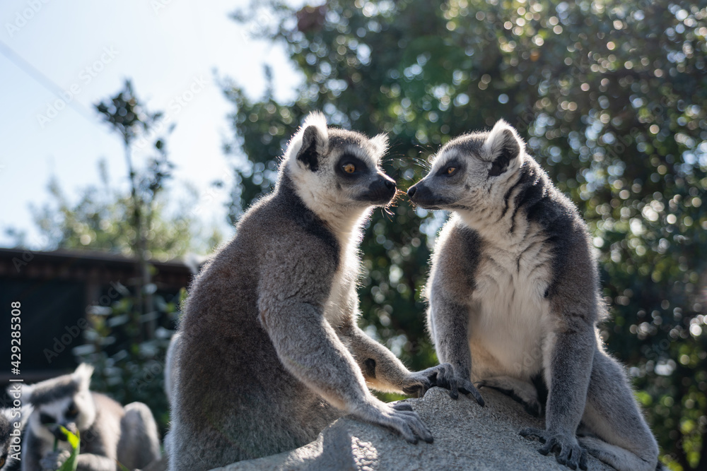 Fototapeta premium A close up shot of a ring-tailed lemur.