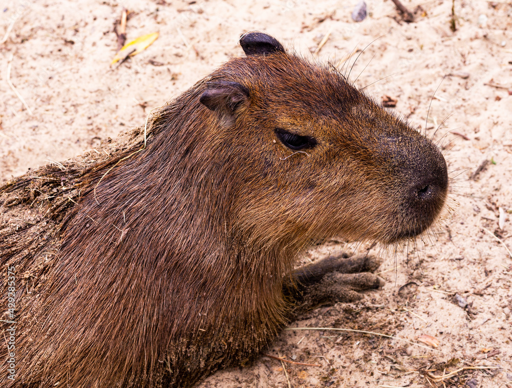 Real Kapibara Animal, lying on the ground. Capybara - Kapibara (Hydrochoerus hydrochaeris), the largest living rodent in the world Real Kapibara Animal, lying on the ground. Capybara - Kapibara (Hydrochoerus hydrochaeris), the largest living rodent in the world