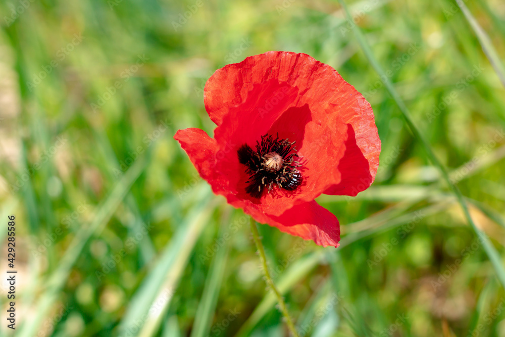 Coquelicot rouge en fleur dans un champ, de haute herbe (Teyran, Occitanie, France) Coquelicot rouge en fleur dans un champ, de haute herbe (Teyran, Occitanie, France)