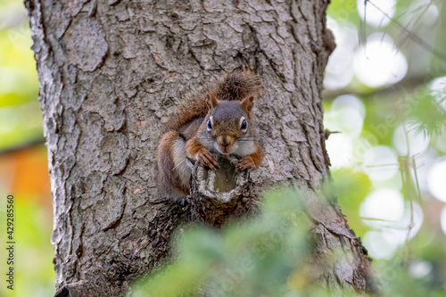 Cute red squirrel looking down from its perch on a tree trunk © Karen Hogan