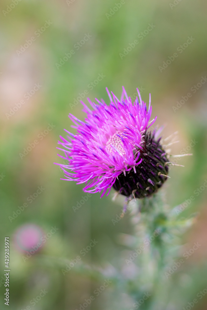 Gros plan sur une fleur de chardon (Teyran, Occitanie, France)